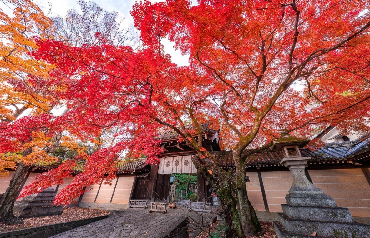 今宮神社　紅葉